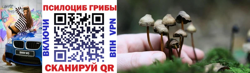 Купить закладки  Пласт  Псилоцибиновые грибы Cubensis 